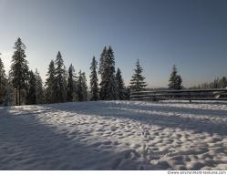 Photo Textures of Background Forest